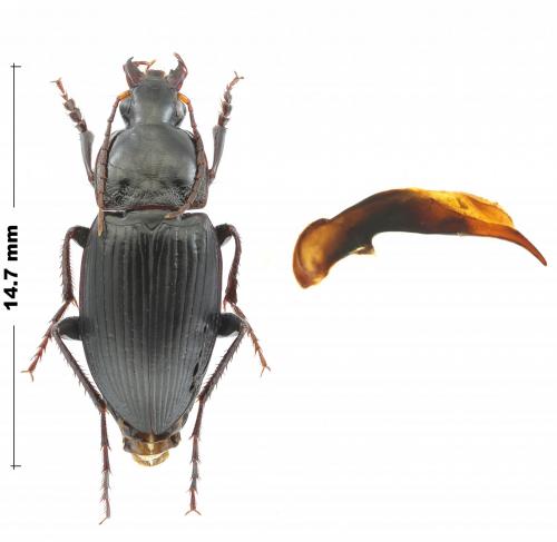 Réf. 217 887 : Calathus fuscipes punctipennis